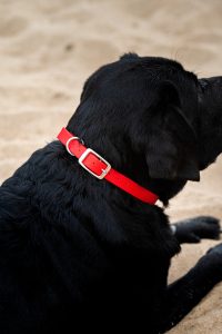 Collier en biothane