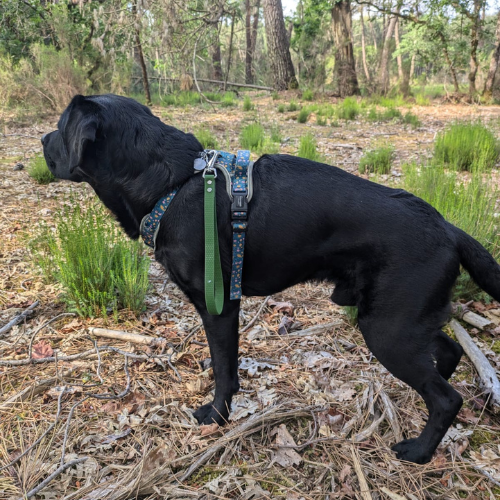 poignée en hexa verte kaki sur labrador noir